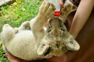 zookeeper feeding baby lion photo