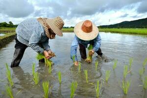 farmer work in a rice plantation photo