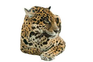 jaguar panthera onca aislado foto