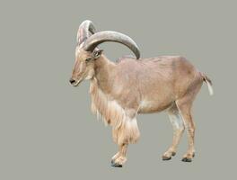 male Barbary sheep photo