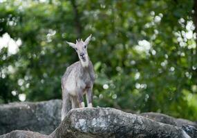 goral standing on the rock photo