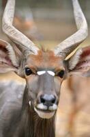 close up of male nyala head photo