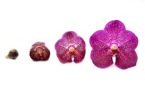 hermosa floreciente orquídea foto