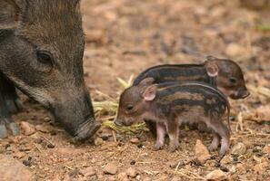 baby wild boar photo