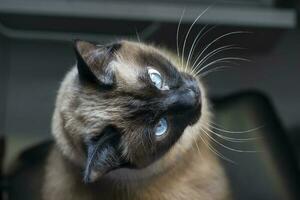 un siamés o tailandés gato con azul ojos es fotografiado desde arriba. foto