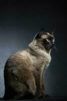 Siamese cat sits on a gray-black background. A beautiful animal. The cat is on the side. photo