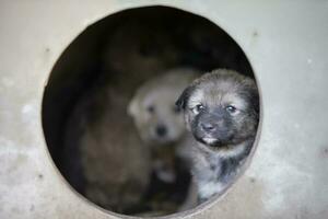 A small cute puppy looks out from the doghouse. photo