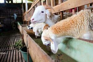 esquilada blanco oveja en granja. valores para eid al-adha preparación, qurban. foto