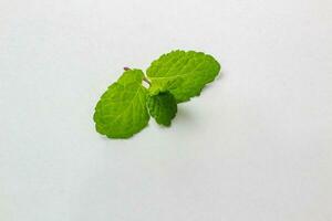 Fresh mint leaf isolated on white background. Herbal leaf. photo