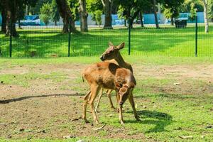 dos ciervo son en el campo con verde césped foto