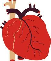 Human heart picture inside body in isolated. vector