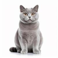 A cute and beautiful British Shorthair cat with curious eyes sits on the floor. Lovely portrait of the domestic pet isolated on white background. Adorable feline animal. Image by AI generated. photo