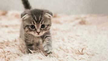 A picture of a small striped kitten walking on a soft blanket. Light background. photo