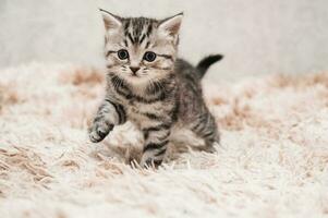 Cute playful striped gray kitten on a light background. The concept of pet care. Clipart for postcards. photo