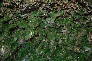 Texture of green moss on concrete. Close up photo