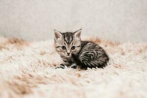 A picture of a small striped kitten walking on a soft blanket. Light background. photo