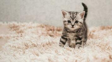 A picture of a small striped kitten playing funny and fooling around on a soft blanket. photo