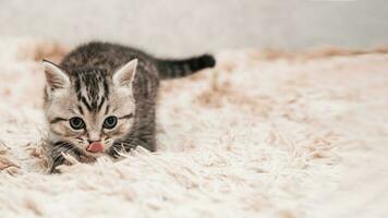 linda juguetón a rayas gris gatito en un ligero antecedentes. el concepto de mascota cuidado. clipart para postales foto