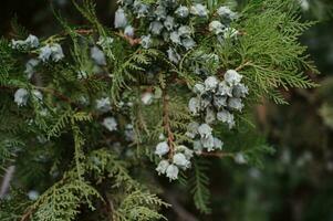 A picture of a bunch of juniper berries on a green branch photo