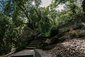 Park. Stone stairs and paths for walking. Wild trees and bushes. Nature photo