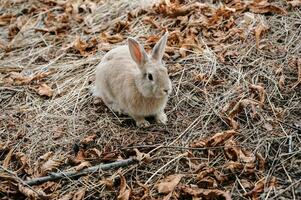 linda pequeño Conejo en el parque en el prado en el césped joven encantador liebre, jugando en el jardín. el año de el Conejo es 2023. foto