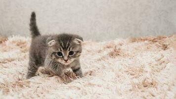 A picture of a small striped kitten playing funny and fooling around on a soft blanket. photo