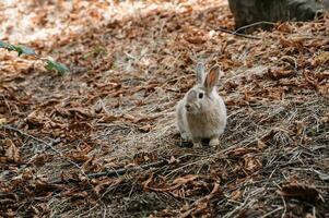 linda pequeño Conejo en el parque en el prado en el césped joven encantador liebre, jugando en el jardín. el año de el Conejo es 2023. foto