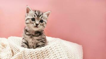 Portrait of a cute fluffy striped kitten on a light pink background with a place for your text. photo