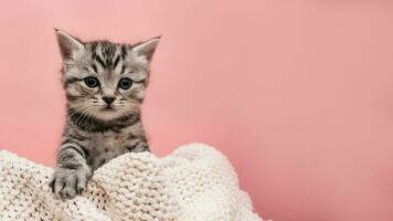 Portrait of a cute fluffy striped kitten on a light pink background with a place for your text. photo