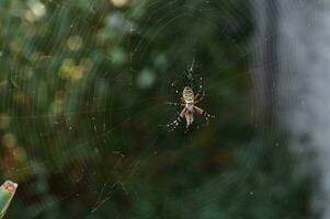 un araña en un web después un lluvia en el frio aire. de cerca. foto