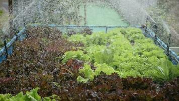 Erfahrung das Wesen von der Natur Schönheit im beschwingt Fotografien Erfassen das Wachstum und Vitalität von frisch Grüner Salat und Setzlinge. erkunden unser botanisch Reise heute video