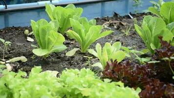 expérience le essence de la nature beauté dans vibrant photographies capturer le croissance et vitalité de Frais salade et jeunes arbres. explorer notre botanique périple aujourd'hui video