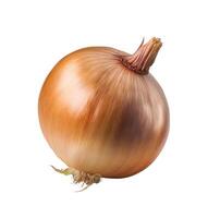 Fresh onion bulb isolated on white background. photo