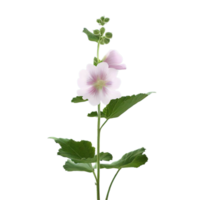 isolated flowers and tropical leaves png