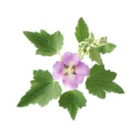 isolated flowers and tropical leaves png