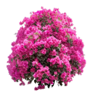 isolerat blommor och tropisk löv ai genererad png