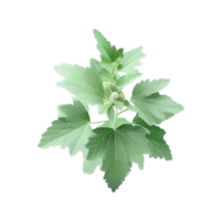 isolated flowers and tropical leaves png