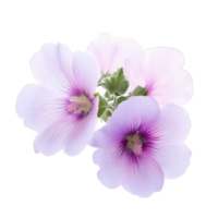 isolated flowers and tropical leaves png