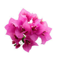 isolated flowers and tropical leaves png