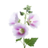 isolated flowers and tropical leaves png