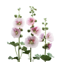 isolated flowers and tropical leaves png