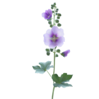 isolated flowers and tropical leaves png