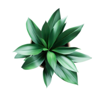 isolated potted plant for decoration AI Generative png