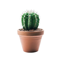 aislado cactus para decoración ai generativo png