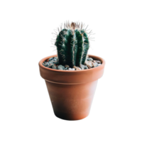 isolated cactus for decoration AI Generative png