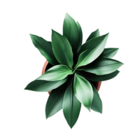 isolated potted plant for decoration AI Generative png