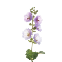 isolated flowers and tropical leaves png