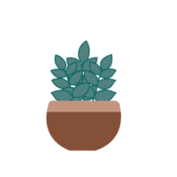 zamio planta ilustración png