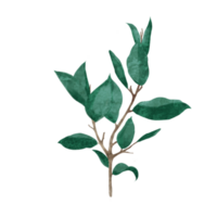 hojas planta ilustración png