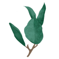 Leaf Plant Illustration png